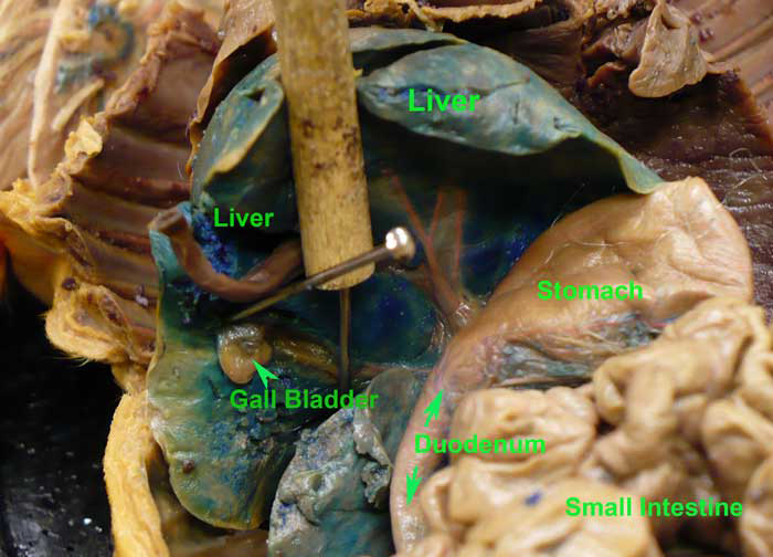 Upper Abdomen