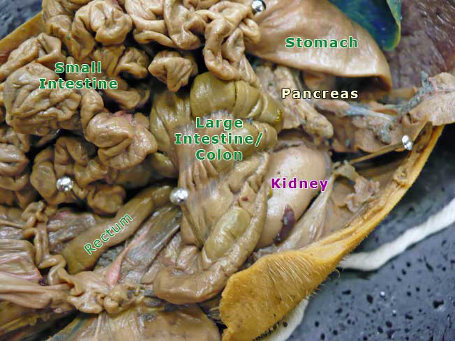 Lower Abdomen