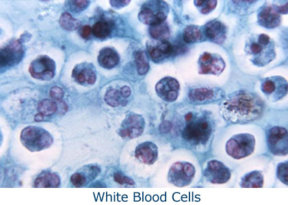 White Blood Cells