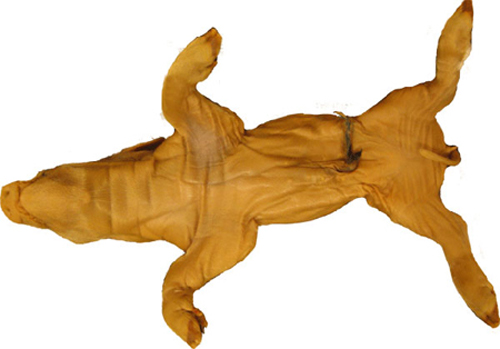 Fetal Pig