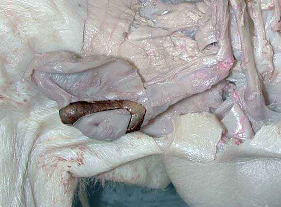 Scrotal Sac