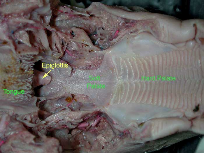 Oral Cavity