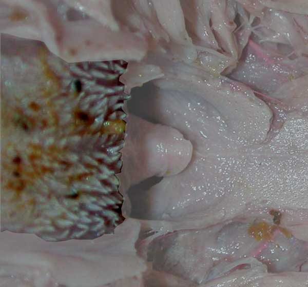 Tongue